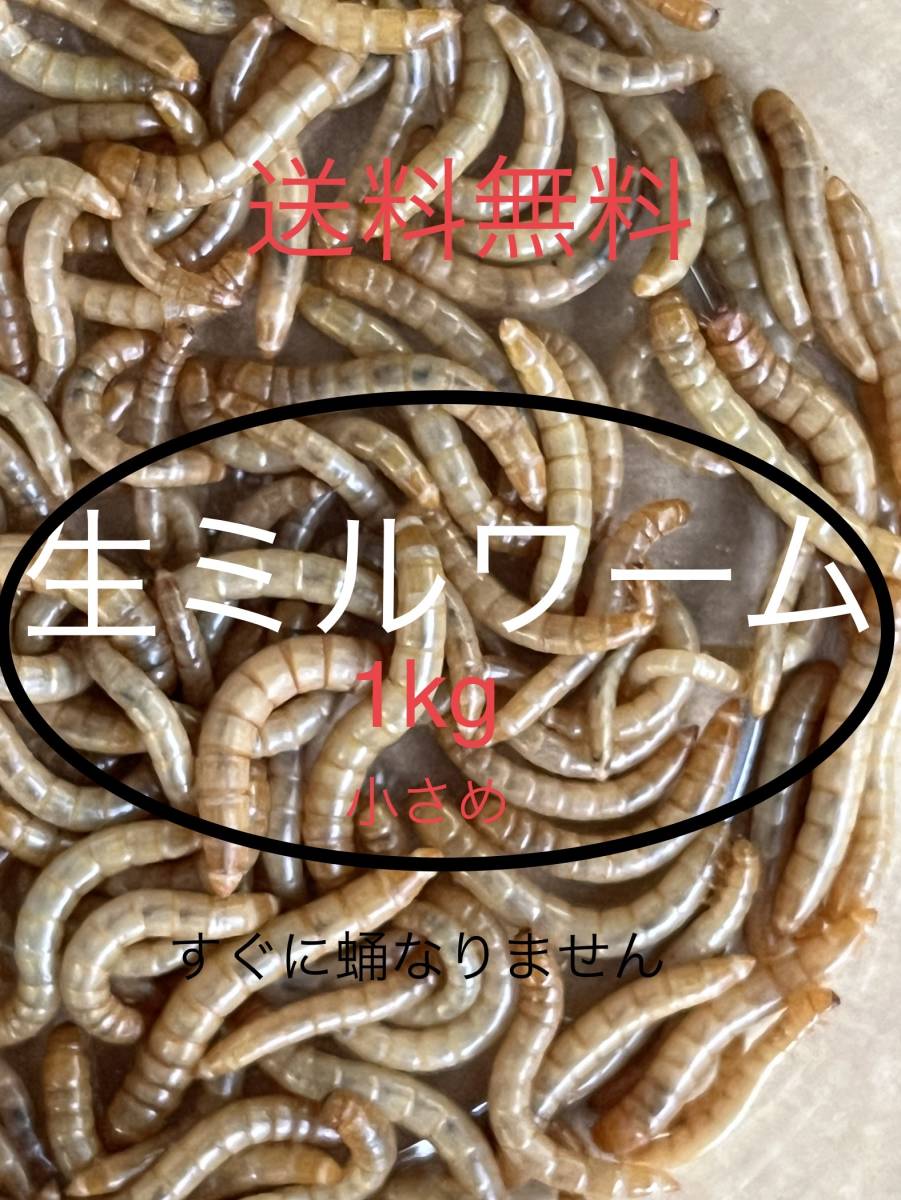 安い，定番 6.ミルワーム 活ミルワーム 国産 1kg(エサ)｜売買されたオークション情報、yahooの商品情報をアーカイブ公開 - オークファン エサ