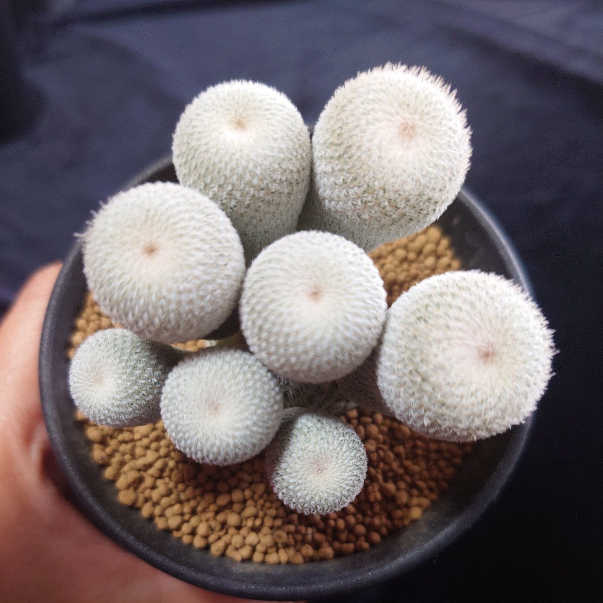 エピテランサ 小人の帽子 群生株 観葉植物 花、園芸 【公式通販】