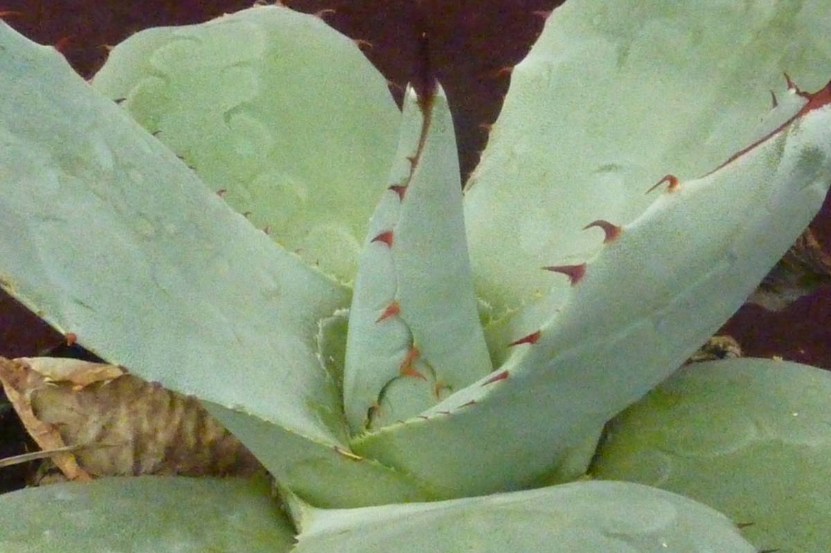 観葉植物 多肉植物 発根済み アガベ・フレキシスピナ（Agave flexispina）