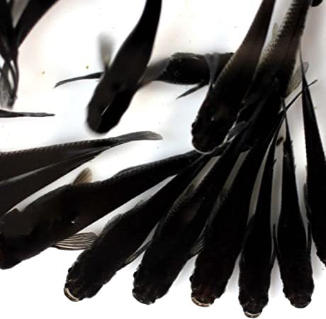 メダカ【WGA】オロチ　50匹　めだか 深海 サファイア 雲州三色と同梱包可能