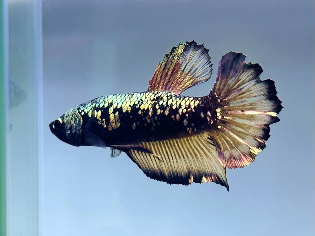 【幼魚】★★ルーテル・ゼウス・ブラック・エッジ・プラカット★★