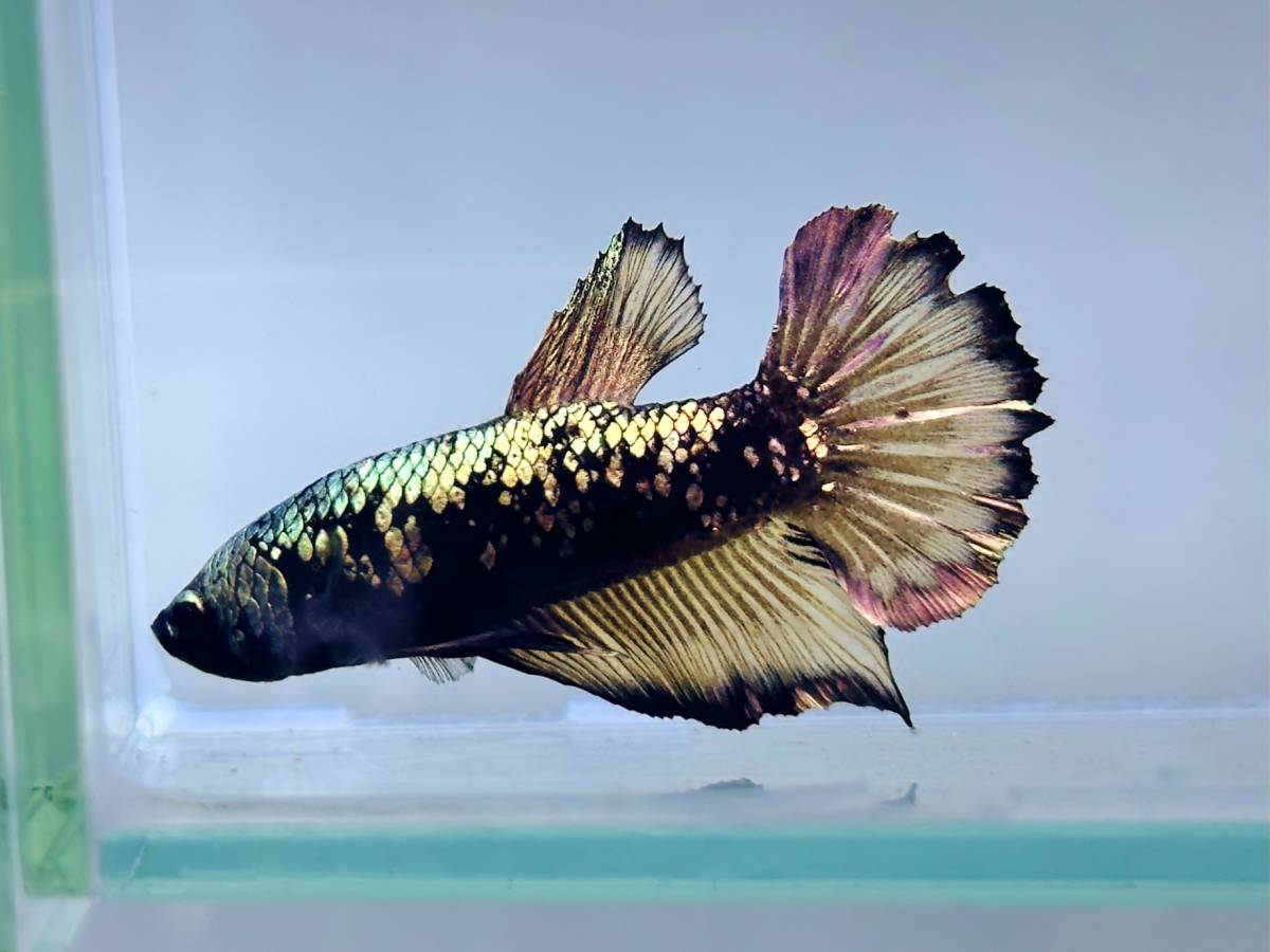 【幼魚】★★ルーテル・ゼウス・ブラック・エッジ・プラカット★★