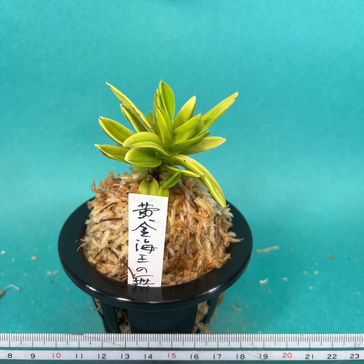 富貴蘭 ■ 黄金海王の舞