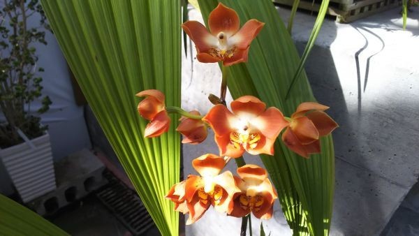 洋蘭 Neomoorea. irrorata