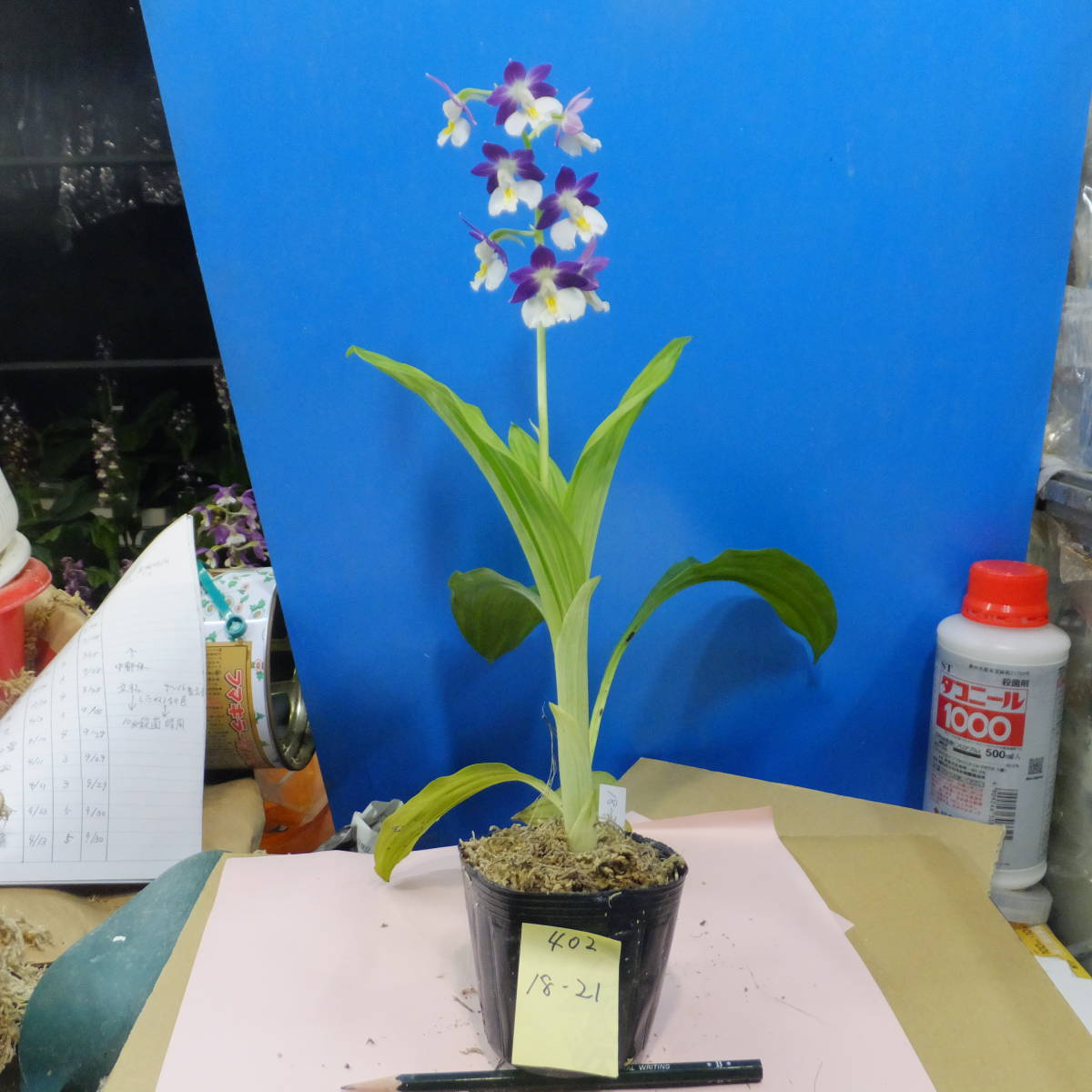 えびねバイオ　初花開花中　４０２　エビネ　海老根蘭　寒蘭　春蘭　山野草　花