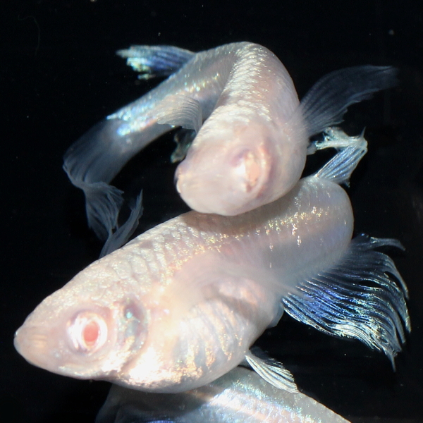 【夢めだか】龍の瞳　メダカ　成魚　オス2、メス2　屋外常温越冬　現物出品