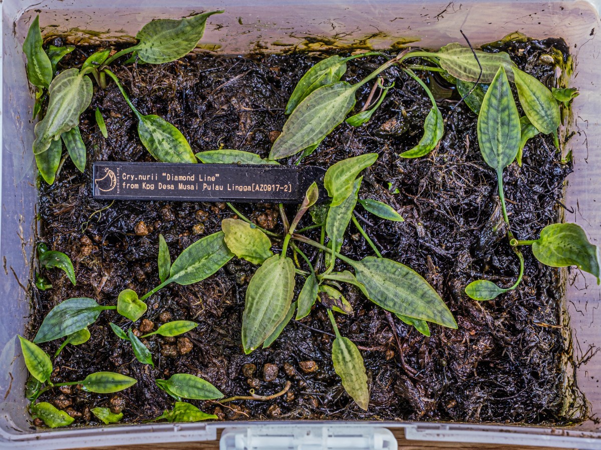 Cryptocoryne nurii Diamond Line from Pulau Lingga [AZ0917-2