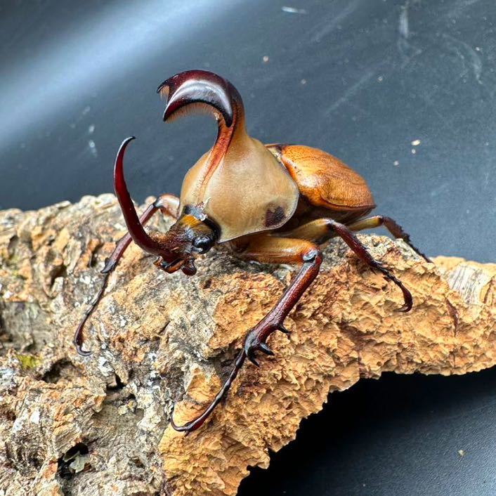 ゴロファ グラビゲール 新成虫ペア（62mm×50mm）