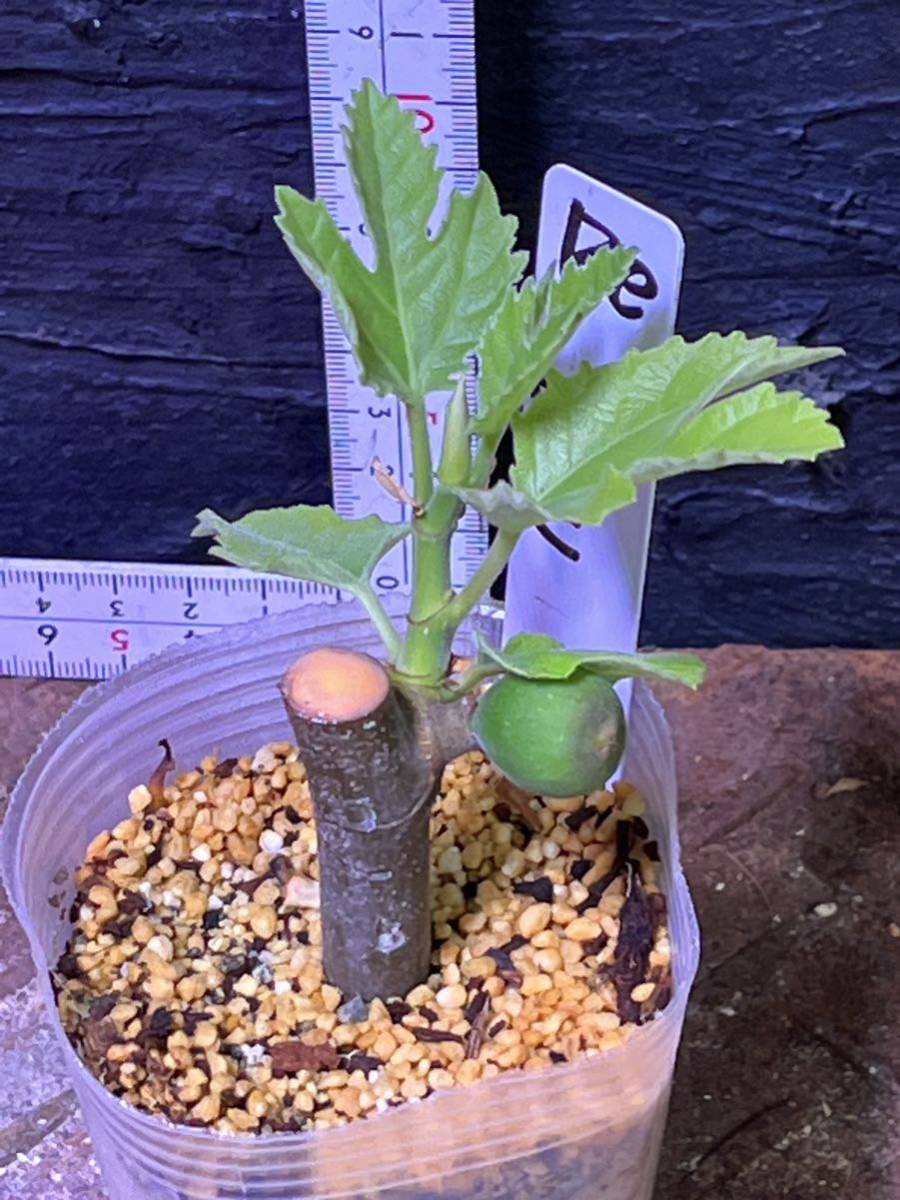 イチジク穂木・未発根】LSUレッド（LSU Red）【超希少】苗の流通は