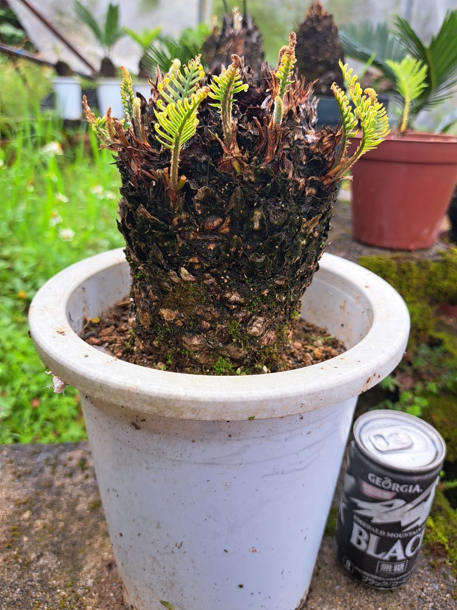 四季黄金ソテツ 奄美黄金ソテツ 希少 国産 オール黄金ソテツ 奄美大島