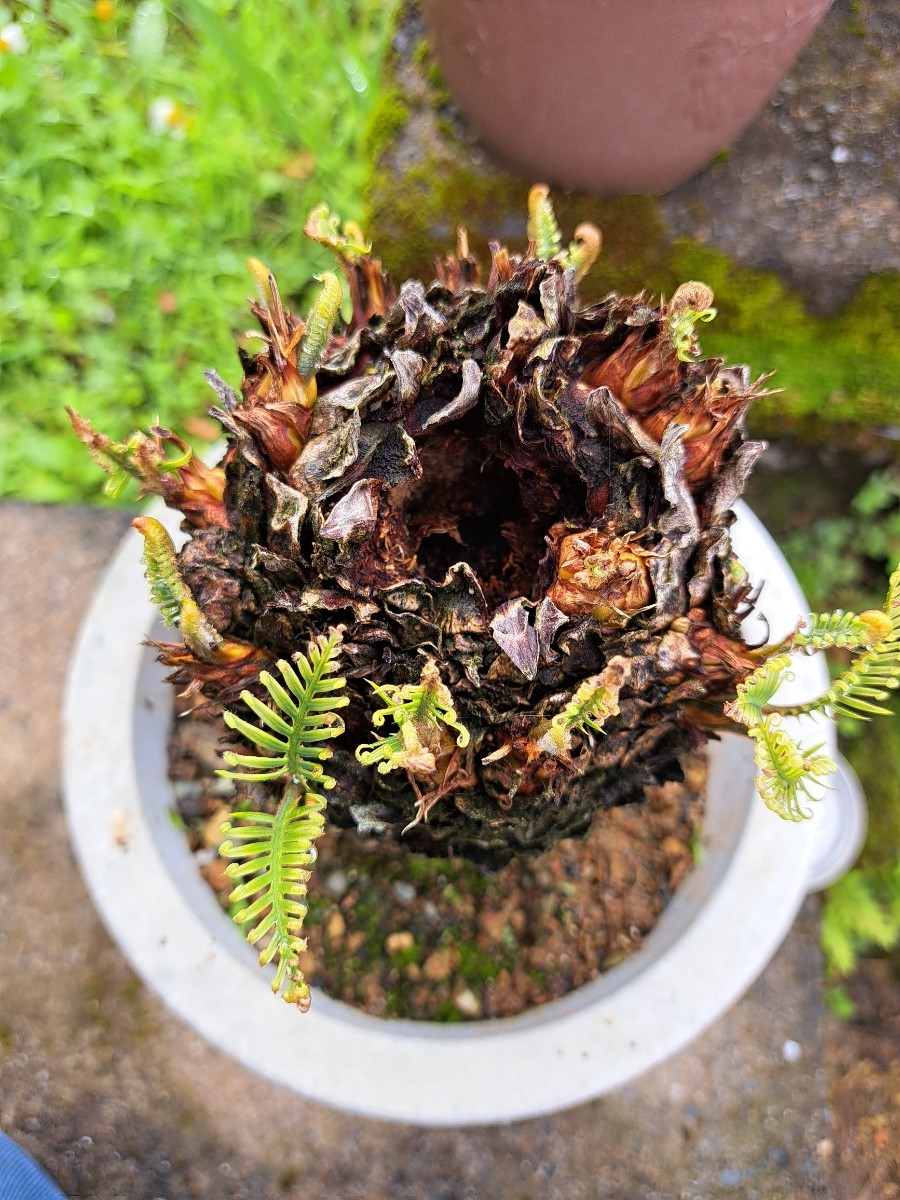 四季黄金ソテツ 奄美黄金ソテツ 希少 国産 オール黄金ソテツ 奄美大島