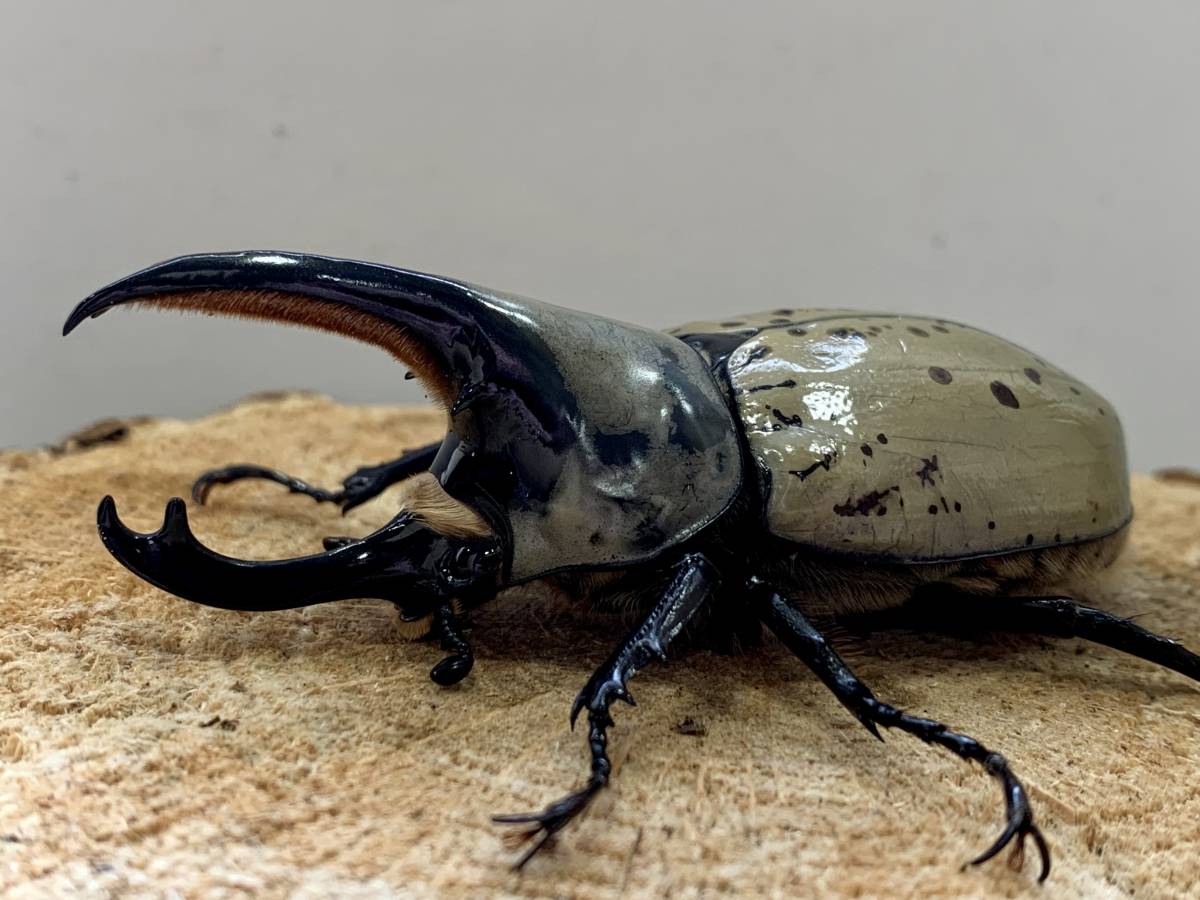 raru108グラントシロカブト♂74mm♀52mm ペア - グラント
