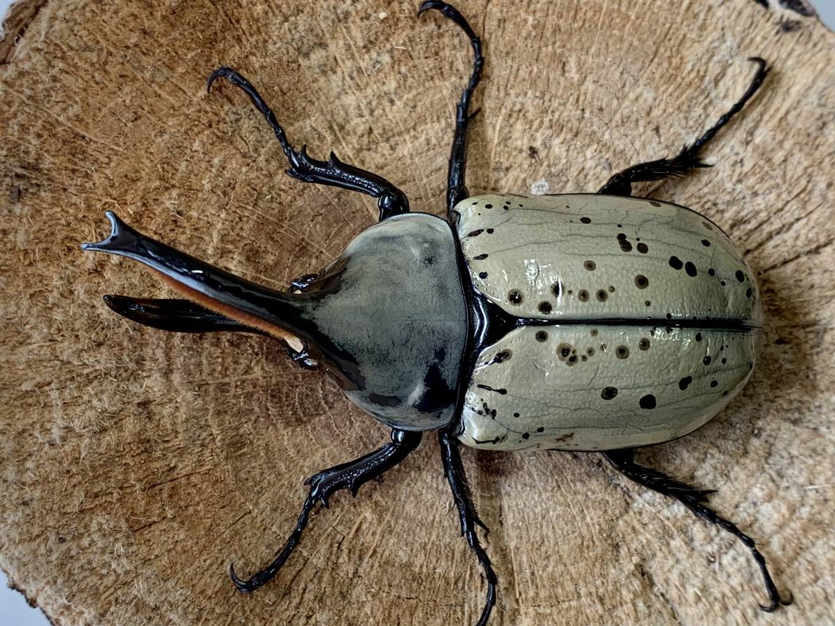 raru108グラントシロカブト♂74mm♀52mm ペア - グラント
