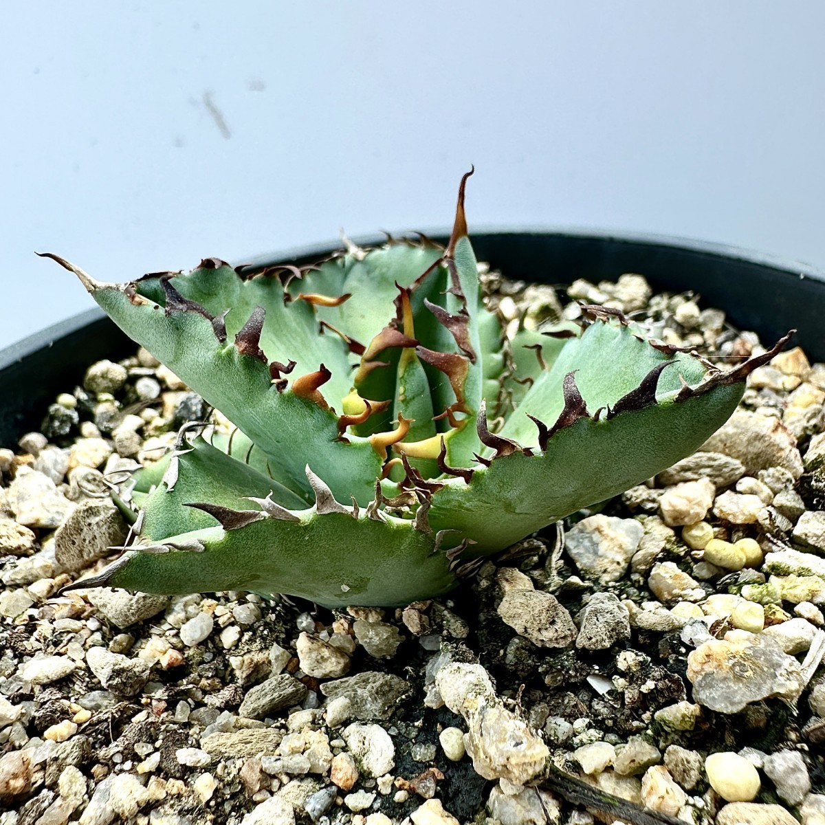 T35 限定特選株 agave titanota no name アガベ チタノタ 無名 極上強