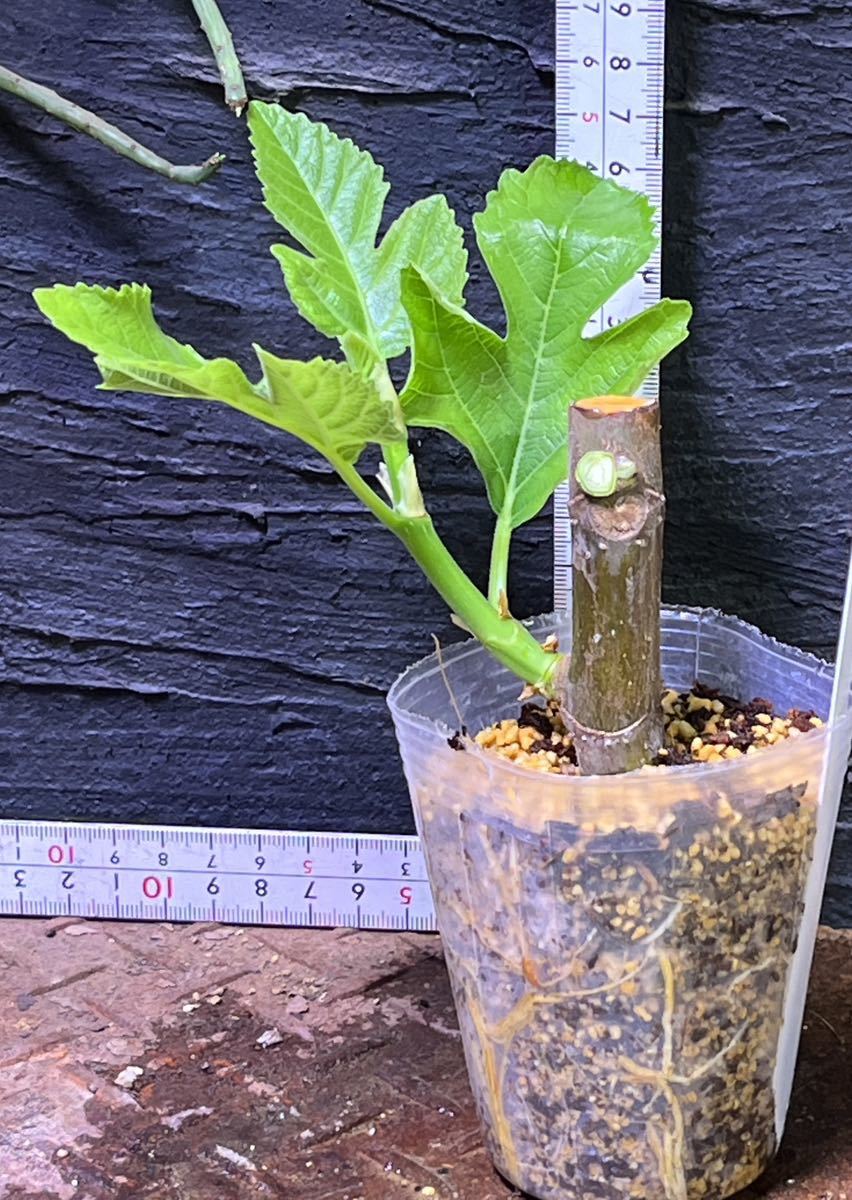 おすすめ』Izmir (イズミル) イチジク苗