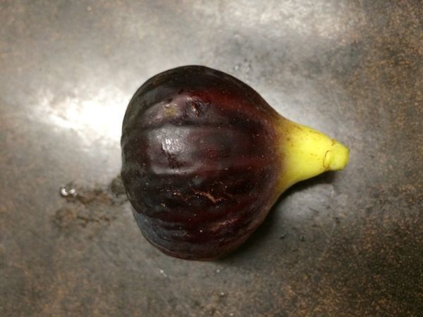 イチジク ブラックマデイラ フィーゴプレト（ Black Madeira Figo