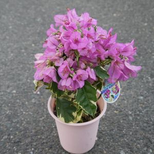 希少　ブーゲンビリア FENDI フェンディ セレリア ミニピーカブー ブルー カーフ 8BN244 AFQ8