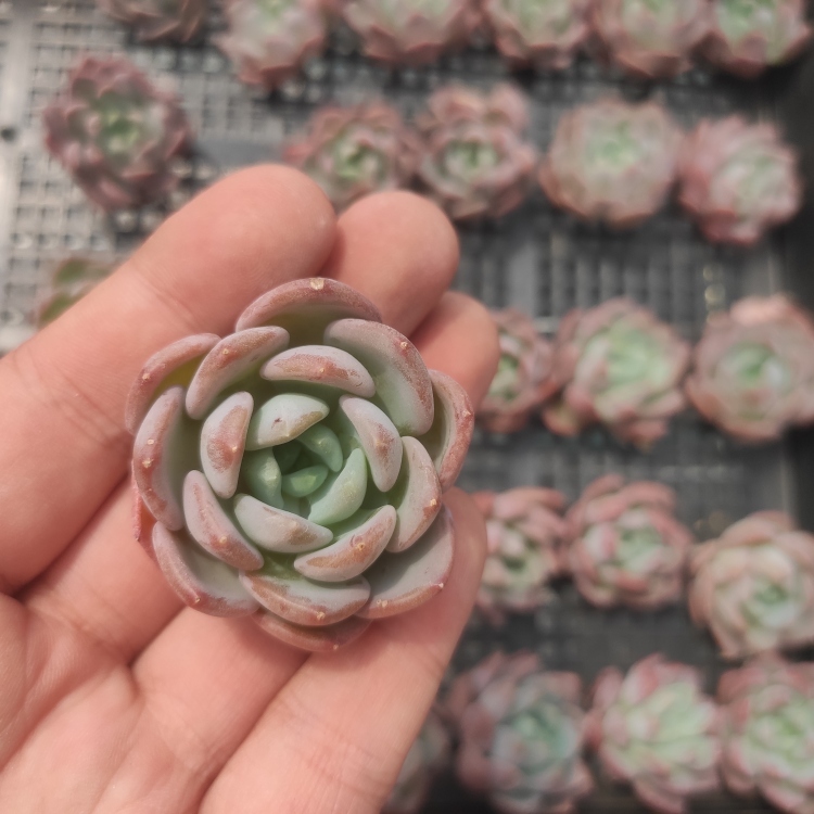 0516-S084ピンクジェニー30個 ☆多肉植物　エケベリア　韓国　