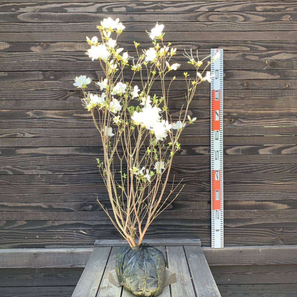 ヤマツツジ/白花【現品】管理24323