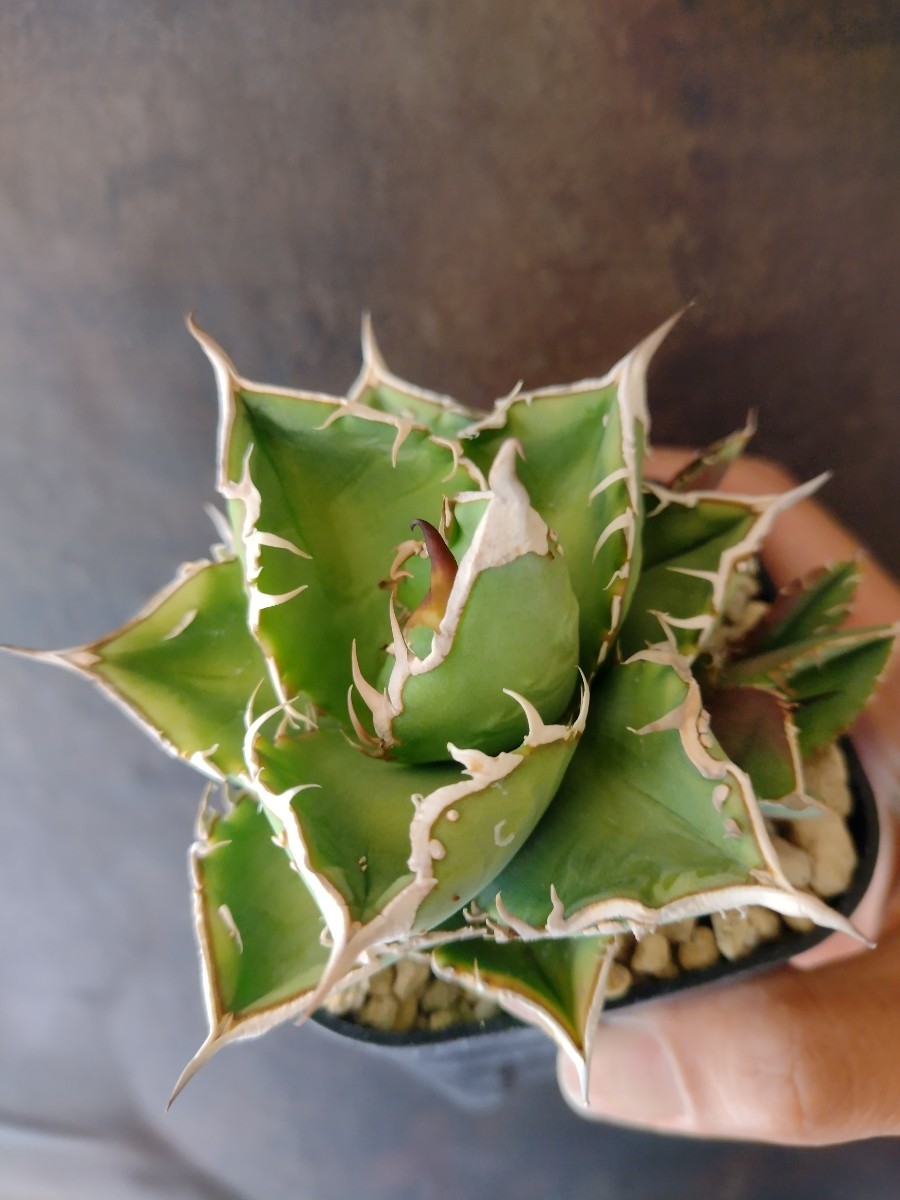 アガベ 【AGAVE TITANOTA ブツブツ株】表裏刺 studs スタッズ アガベ