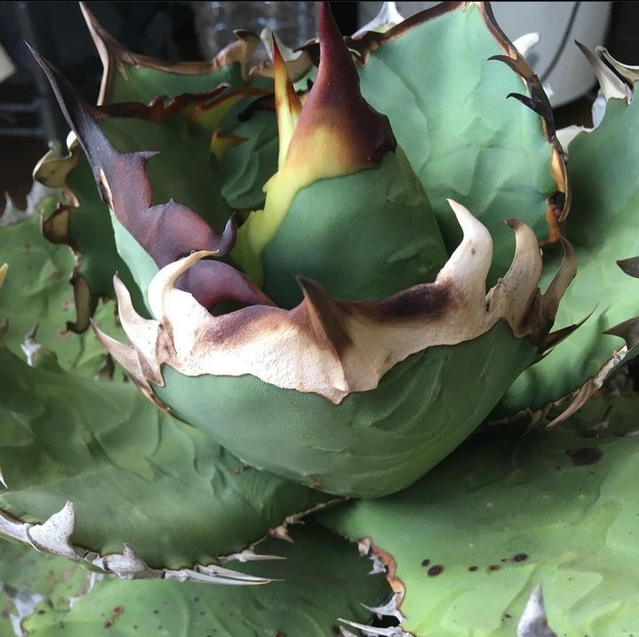 【AGAVE TITANOTA　あのFO】あのFOのカキコ　PCPさん株　アガベ　チタノタ　子株