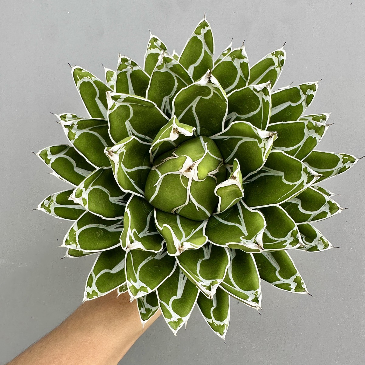 アガベ ダルマ笹の雪 | BRIDGE GARDEN V47 株を厳選する 多肉植物 アガベ