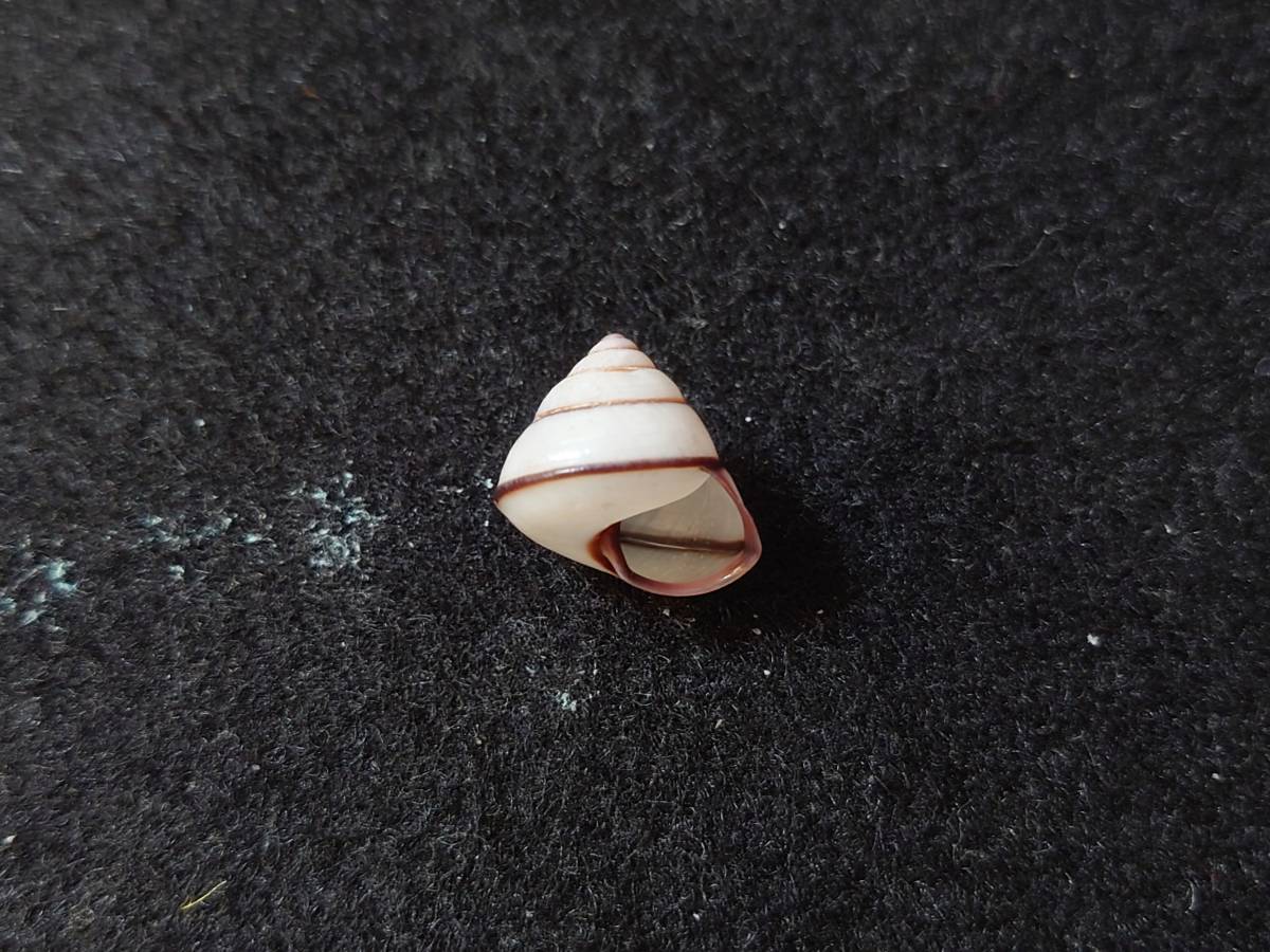☆1円スタート☆JP-1011 貝標本台湾産カタツムリ標本Satsuma albida 科学、