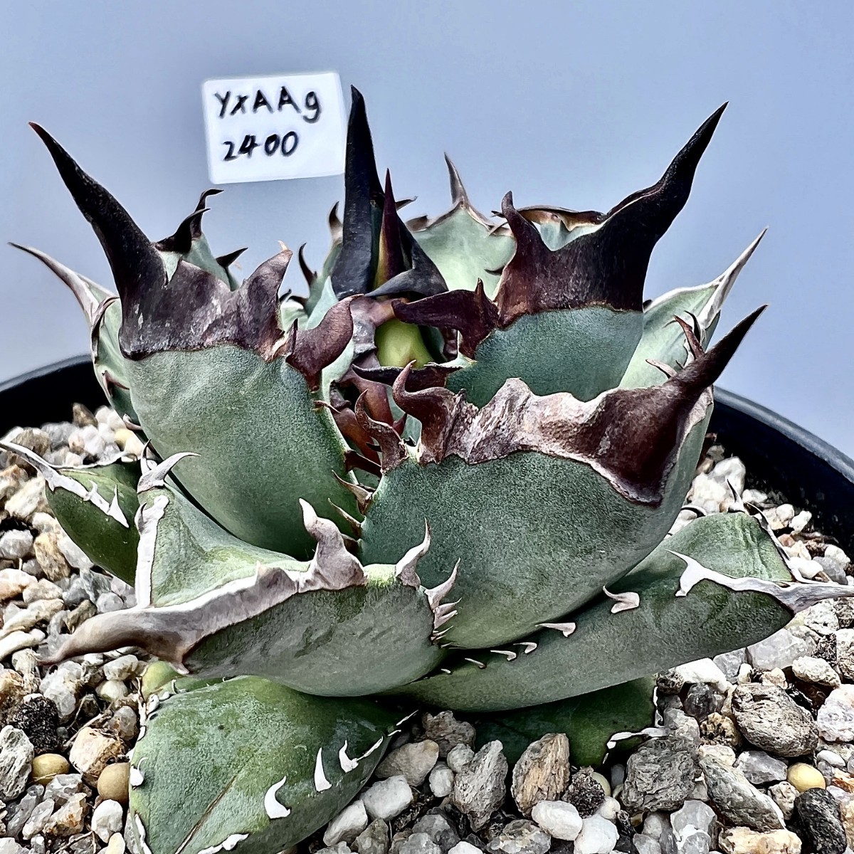 A17 SS級！アガベ チタノタ 黒犀牛【超希少 チタノタ】 激レア高級品種