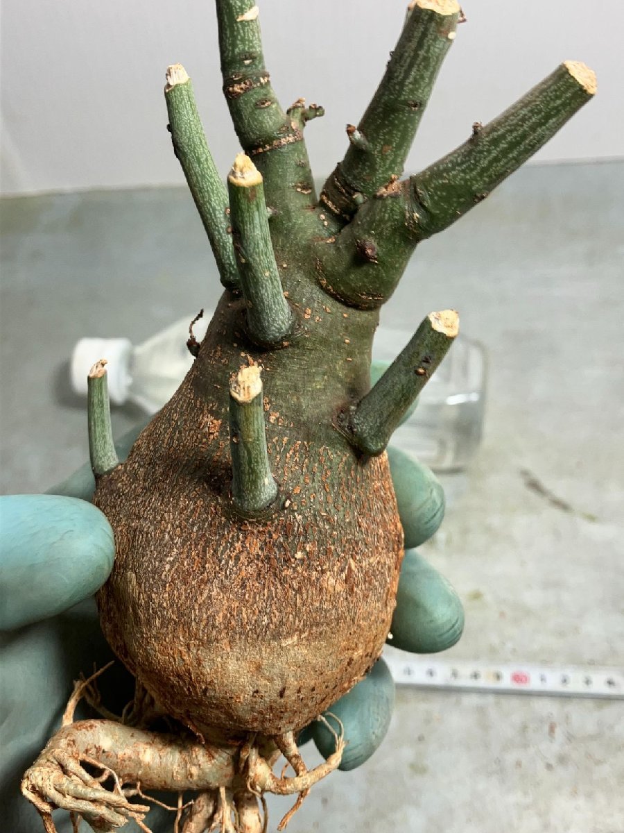 アデニア　スピノーサ　現地球　鉢付き Adenia spinosa 