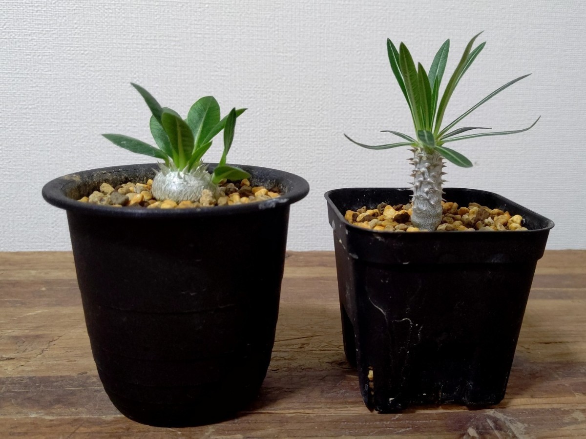 2点セット 恵比寿笑い イノピナツム ブレビカウレ パキポディウム 塊根植物 コーデックス ((( グラキリス マカイエンセ