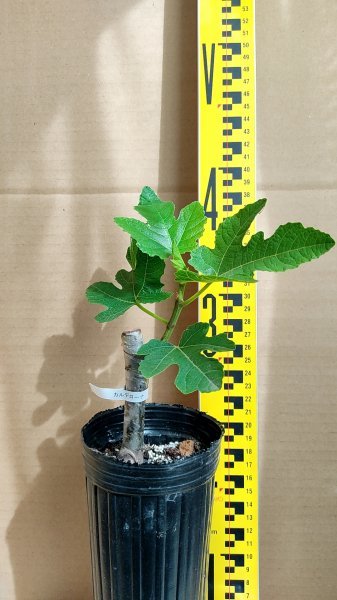 イチジク カルデローナ 小苗 (果物)｜売買されたオークション情報