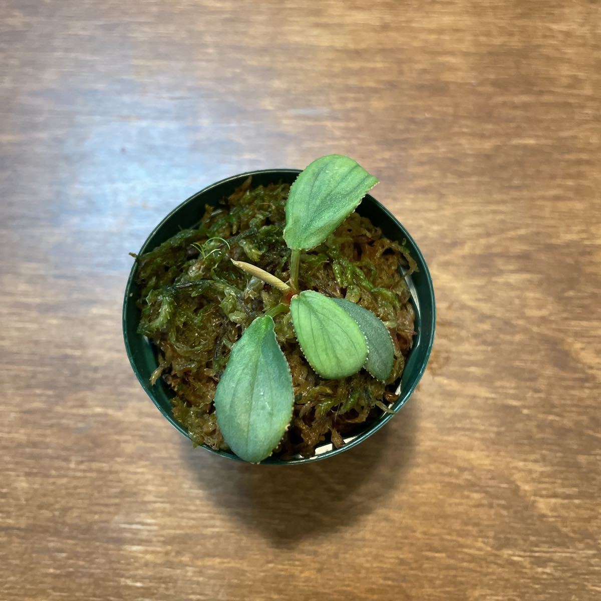 Homalomena sp.Sumatera Utara LA0722 タグ付き