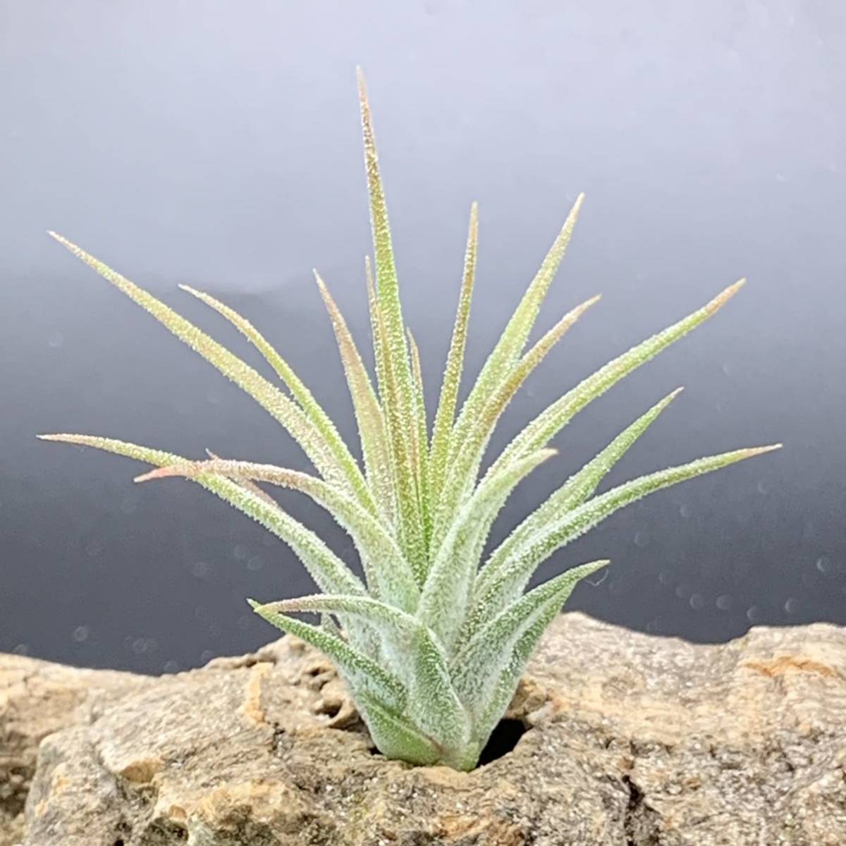 Tillandsia ionantha monkey tail RFI フラワー・ガーデニング
