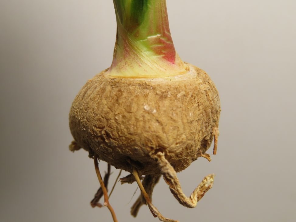 ル2144 「多肉植物」カリバナス　フーケリー 抜き苗【5/8最新到着・実生株・Calibannus hookeri・塊根植物】