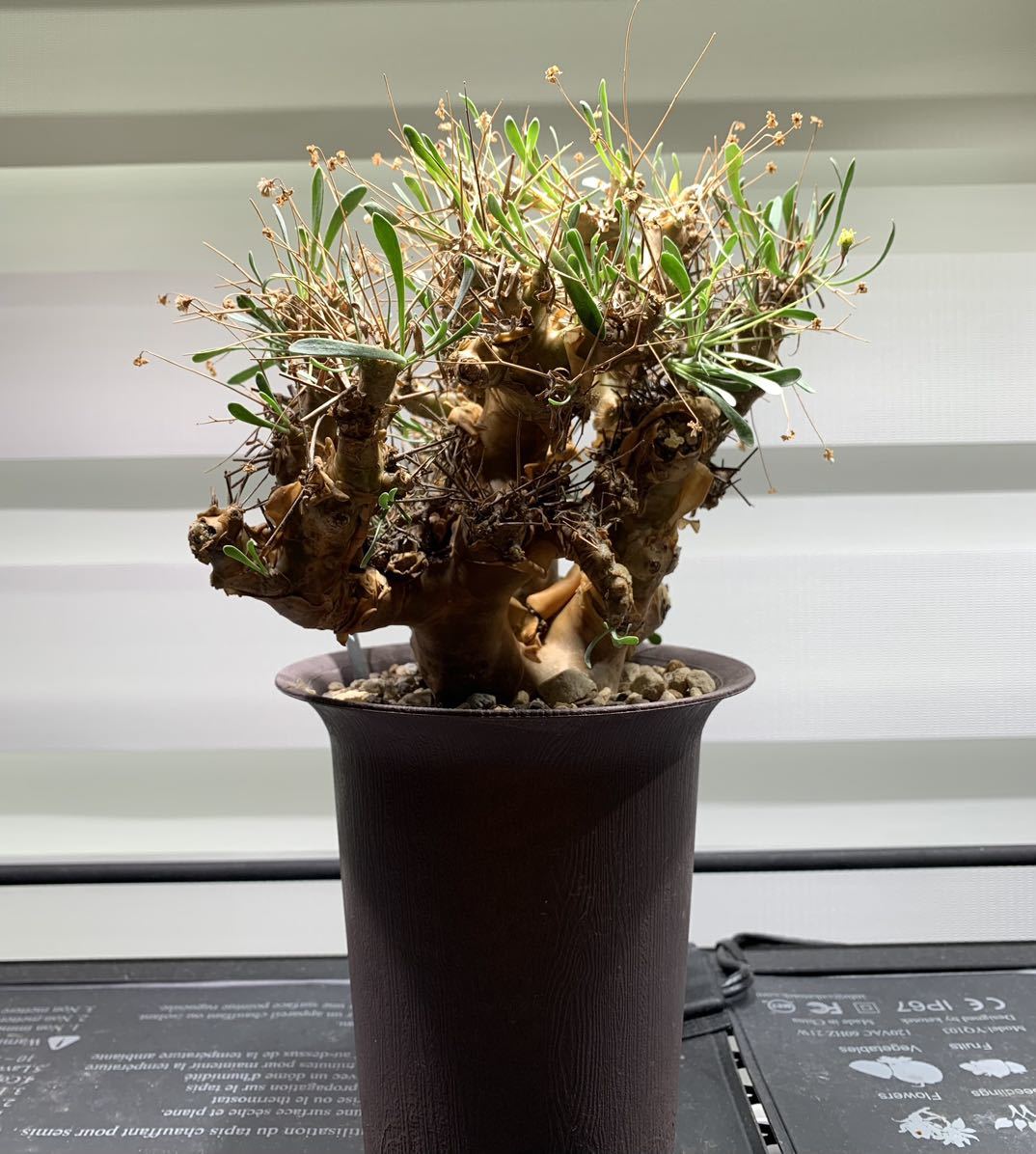 オトンナユーフォルビオイデス　灌木　塊根植物