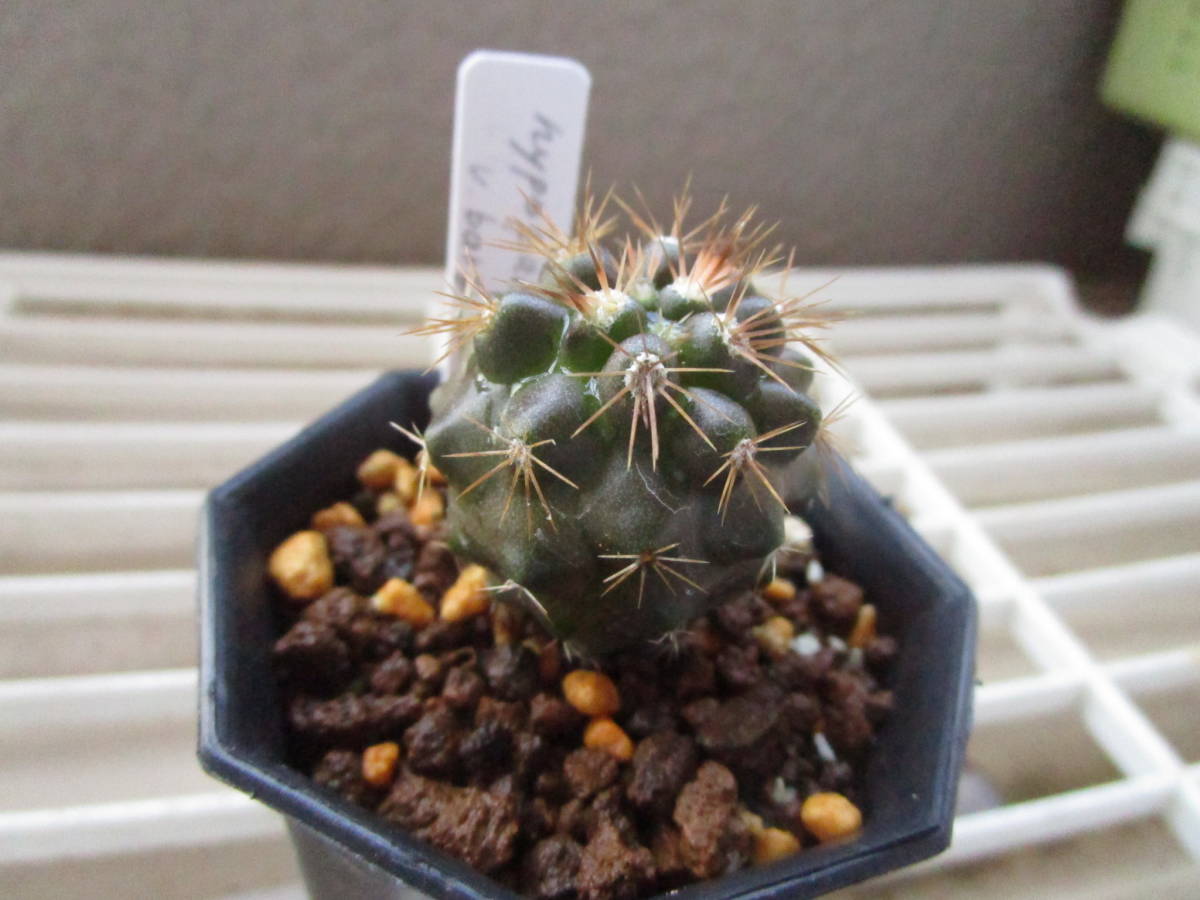 群生　コピアポア 山採り fit=scale-down,w=1200