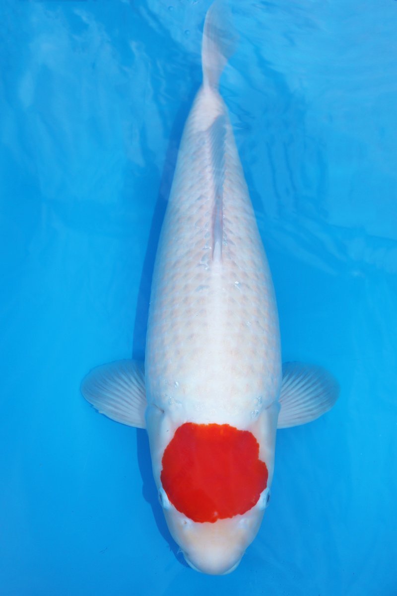 【魚酔#Z00】鱗の雰囲気が良く覆鱗が充実してきそうな一品！ 廣井養鯉場産 丹頂紅白 63cm メス