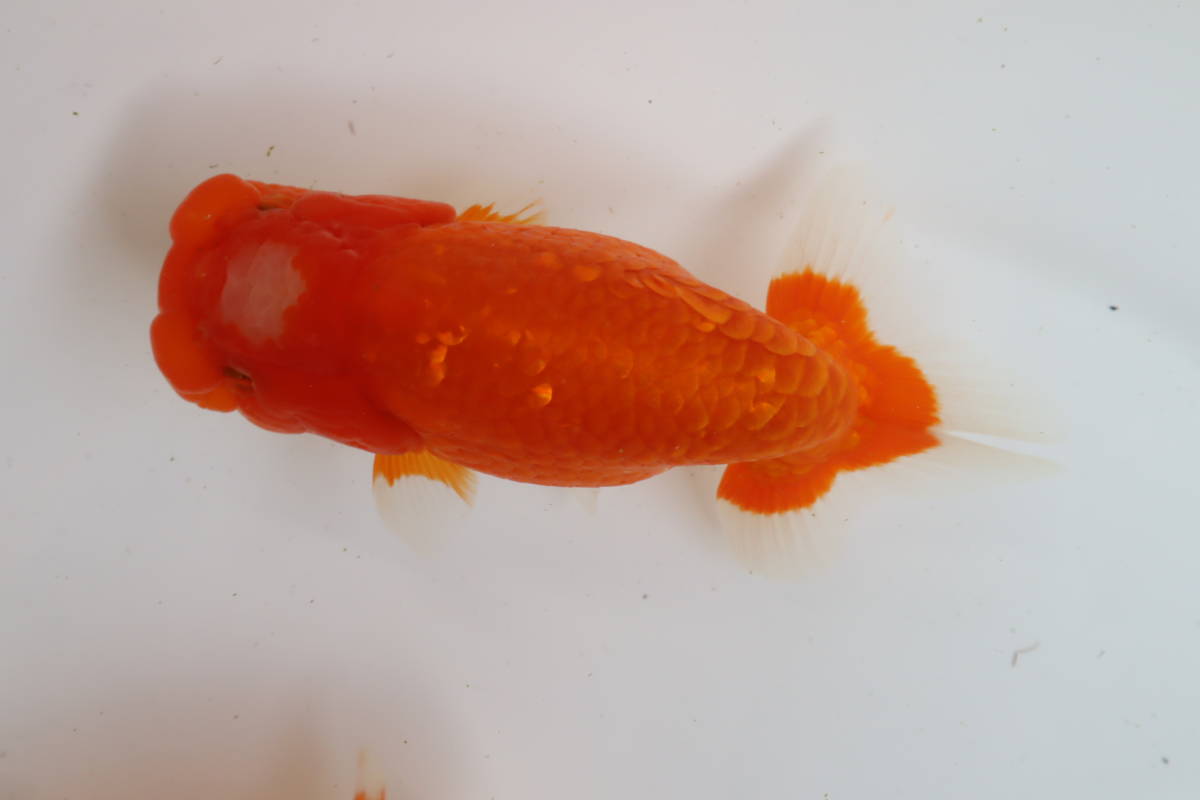 丸長 ③’ 極上種魚！【 愛知県　有名ブリーダー作出魚！ 】二歳魚！ 14.5㎝！ 2匹！