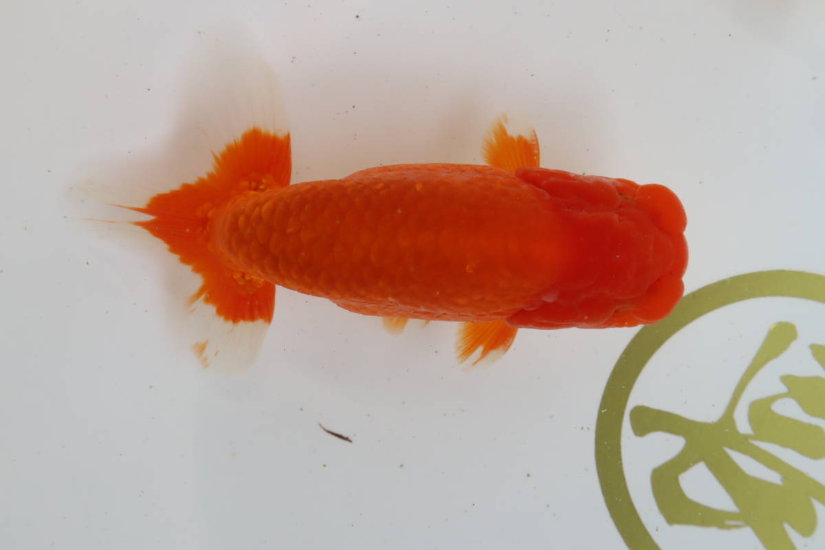 丸長 ③’ 極上種魚！【 愛知県　有名ブリーダー作出魚！ 】二歳魚！ 14.5㎝！ 2匹！