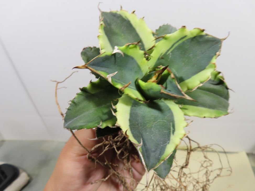 JSQ010019 「多肉植物」アガベ チタノタ 傍蟹 抜き苗【Agave Titanota