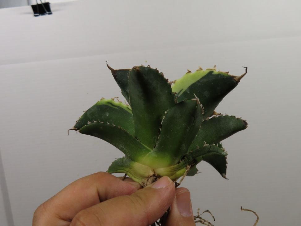 JSQ010019 「多肉植物」アガベ チタノタ 傍蟹 抜き苗【Agave Titanota