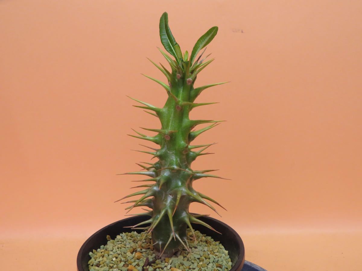 25 Pachypodium ambongense 実生 パキポディウム アンボンゲンセ