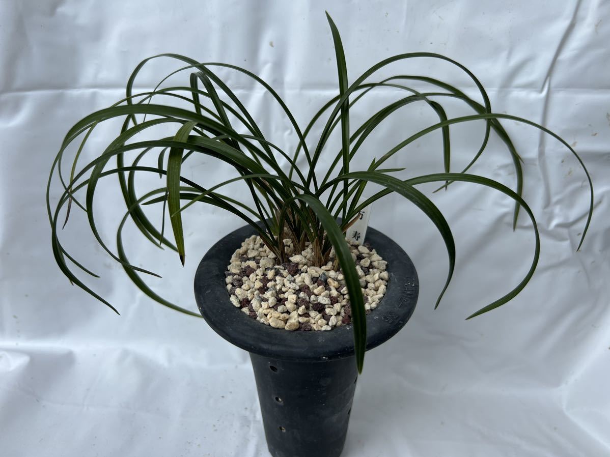 日本春蘭☆万寿☆赤花☆人気☆8本 日本春蘭 2025年最新