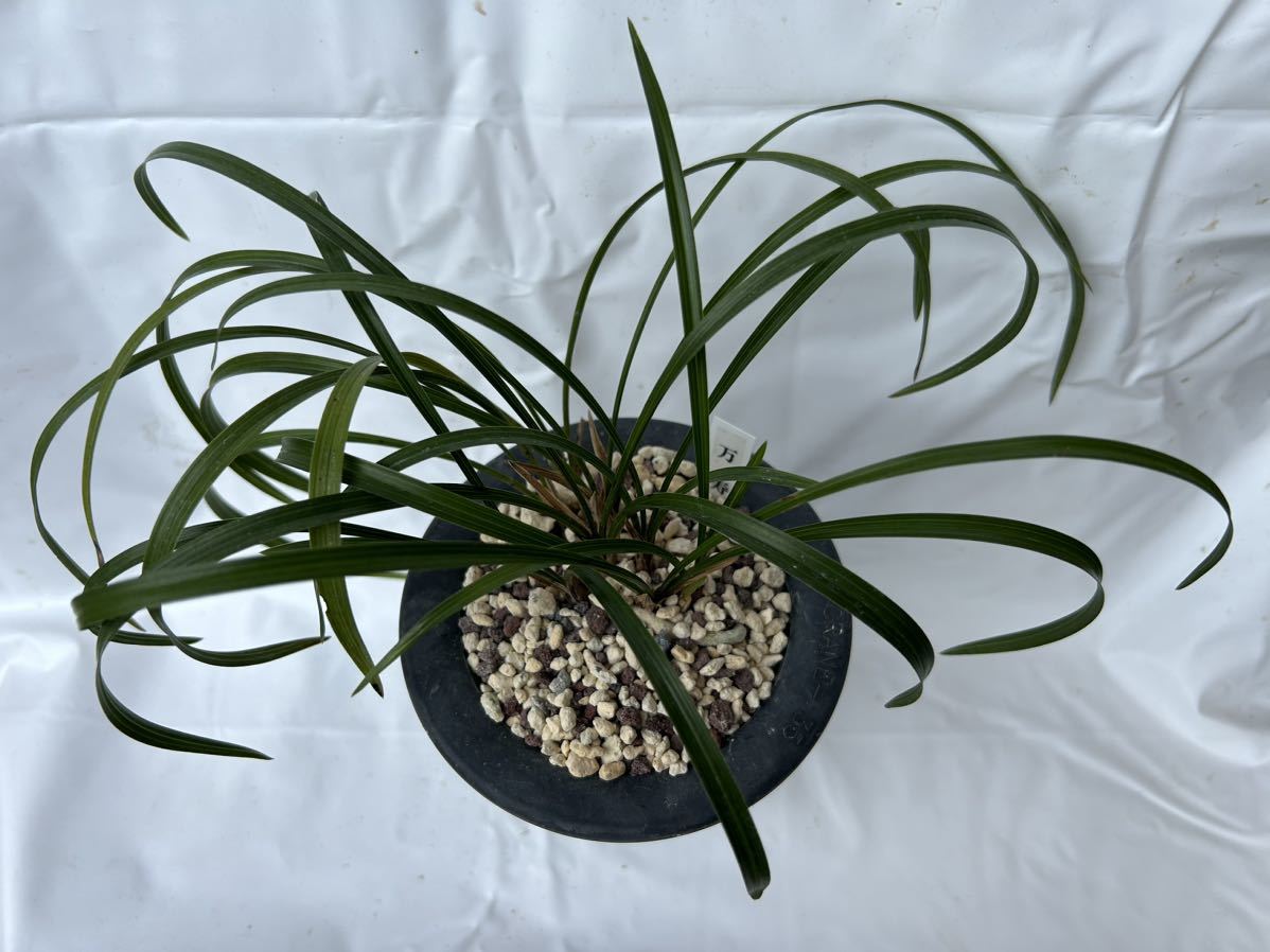 日本春蘭☆万寿☆赤花☆人気☆8本 日本春蘭 2025年最新