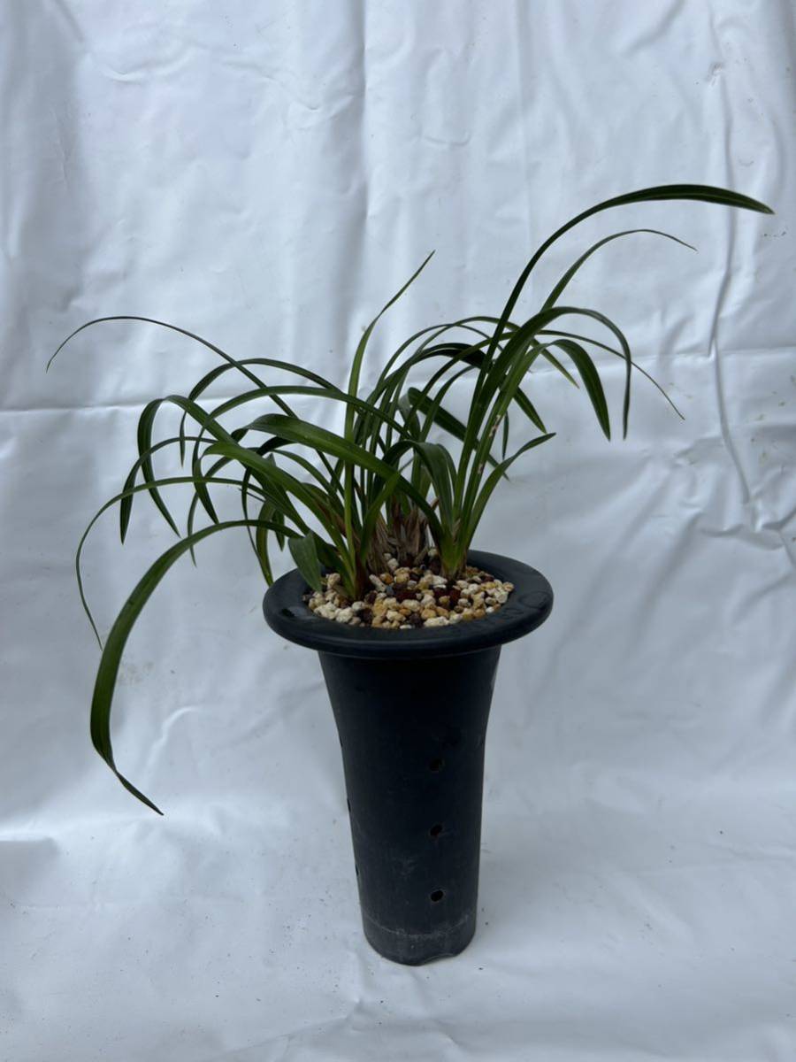 日本春蘭☆万寿☆赤花☆人気☆8本 日本春蘭 2025年最新