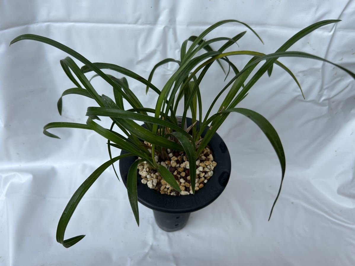 日本春蘭 銘品 万寿 紅花 ㉑ 日本春蘭銘品紅花 万寿 7条(ラン)｜売買されたオークション情報、yahoo