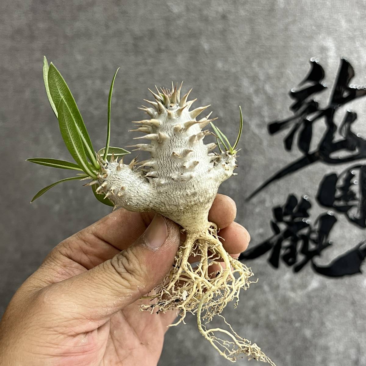 パキポディウム 塊根植物 イノピナツム 塊根植物」パキポディウム 2023 