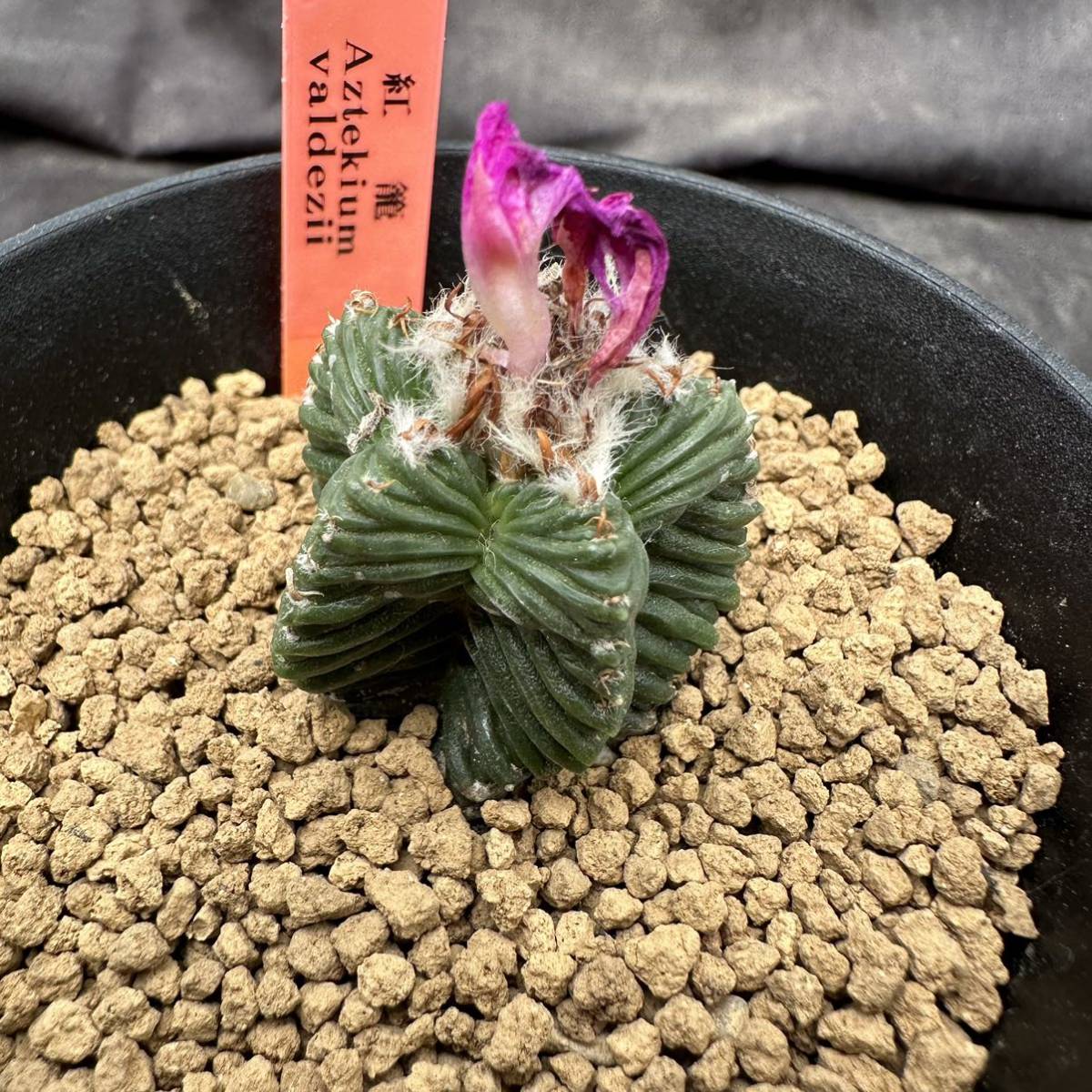 Aztekium サボテン アズテキウム – 紅籠 植物日誌 valdezii 紅籠