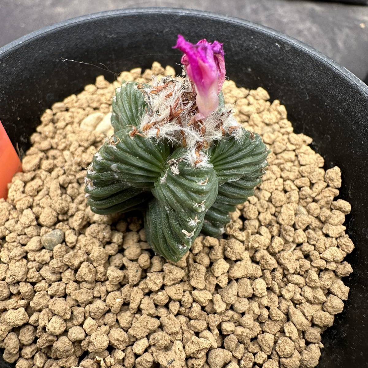 Aztekium サボテン アズテキウム – 紅籠 植物日誌 valdezii 紅籠