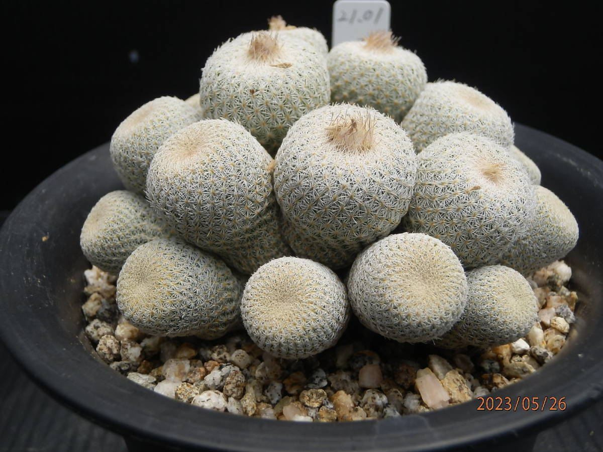 虫 多肉植物】コノフィツム 関白【Conophytum】 | TEXASCLUBSOCCER.COM